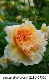 Close Up Of Rose Rosa Tea Clipper Seen In The Garden.