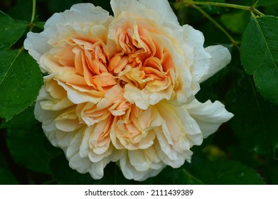 Close Up Of Rose Rosa Tea Clipper Seen In The Garden.