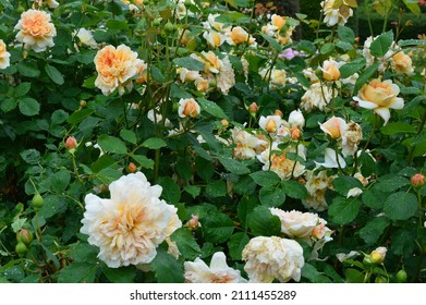 Close Up Of Rose Rosa Tea Clipper Seen Outdoors.