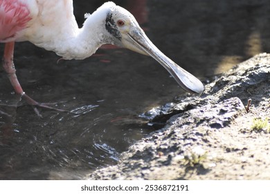 A Close up of roseate spoonbill with pink and white feathers drinking water - Powered by Shutterstock