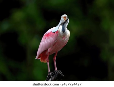 Close up of Roseate Spoonbill (Platalea ajaja) in the park, It is a gregarious wading bird of the ibis and spoonbill family, selective focus.