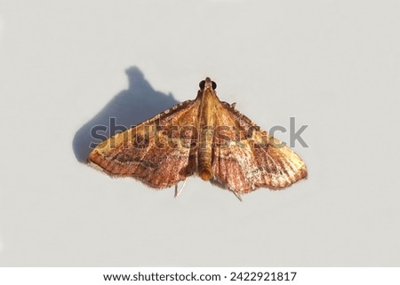 Close up of the Rose-flounced tabby, Rosy Tabby (Endotricha flammealis). Family Snout moths, Pyralid Moths (Pyralidae). Isolated on a white background. Netherlands, summer                             