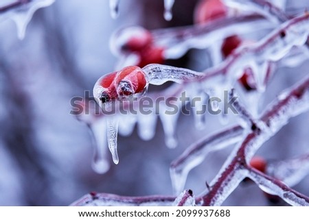 close up with rosehips on a branch covered with ice