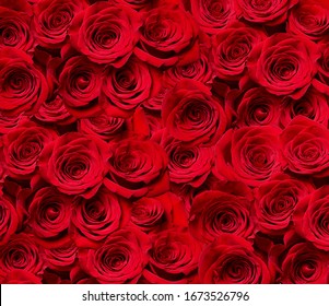 close up of roses on white background - Powered by Shutterstock