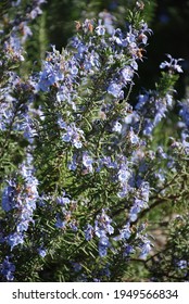 Close Up Of Rosmarinus Officinalis Plant