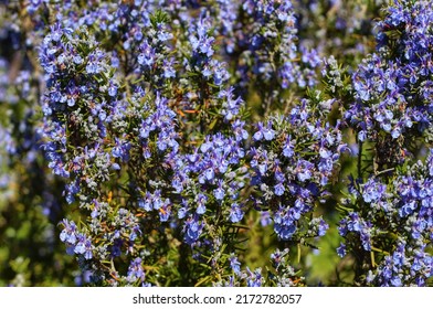 Close Up Of Rosmarinus Officinalis Plant