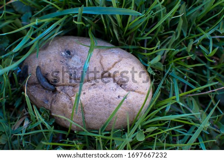 close up of a rotten potato in green grass decomposing with a dark worm crawling out of a hole