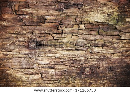 close rotten wood