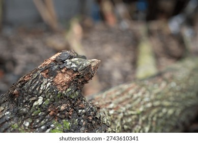 Close up of the rough broken end of a tree log with bark