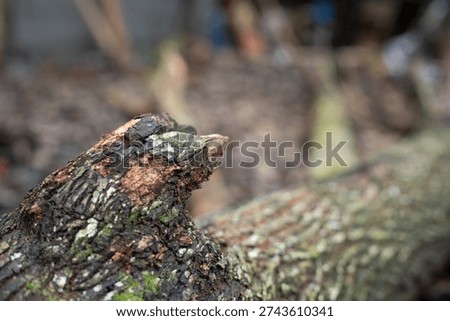 Close up of the rough broken end of a tree log with bark