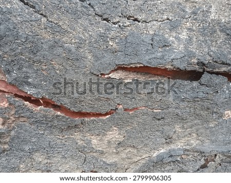 Close up of rough tree bark texture with natural deep cracks and crevices.