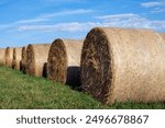 Close up of a row of round hay bales wrapped in poly-netting in a hay field with a blue sky background.