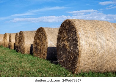 Close up of a row of round hay bales wrapped in poly-netting in a hay field with a blue sky background. - Powered by Shutterstock