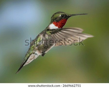 A Close Up of a Ruby Throated Hummingbird