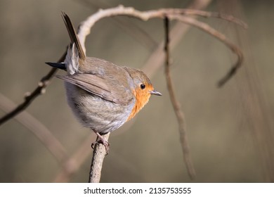 close up of a ruddock [Erithacus rubecula]	