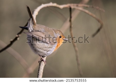 close up of a ruddock [Erithacus rubecula]	