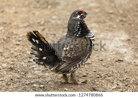 Close up of ruffled grouse with muted brown gravel background.