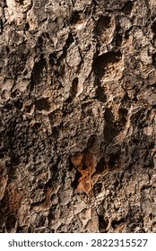 Close up rugged tree bark texture with deep natural grooves and weathered wood surface. Organic woodland background for branding, packaging, graphic design and creative visual assets.