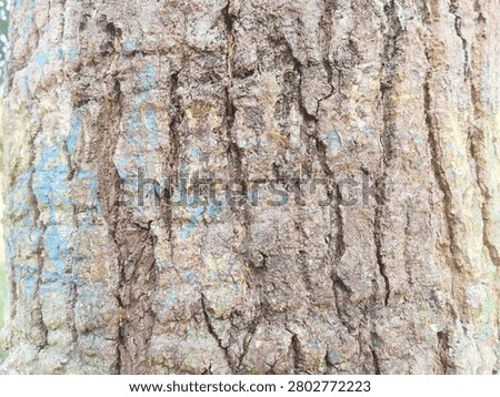 Close up of rugged tree bark texture with crawling ants, showcasing natural patterns, forest wildlife, organic background, and high-detail wood surface for nature and microstock projects.
