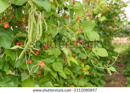 Close up of runner bean (phaseolus coccineus) pods on a runner bean plant