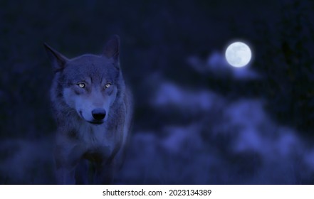 Close Up Of A Running Wolf From The Front At Night And Full Moon, Power Of A Beautiful Hunter With Attentive Eyes In The Forest, Creepy Animal Concept For Halloween