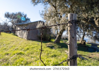 Close up of rusty barbed wire stretched between weathered wooden fence posts in a grassy countryside field, twisted knots and sharp barbs in focus, blurred shed and olive trees behind in warm sunlight