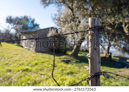 Close up of rusty barbed wire stretched between weathered wooden fence posts in a grassy countryside field, twisted knots and sharp barbs in focus, blurred shed and olive trees behind in warm sunlight