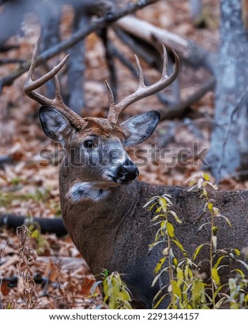 Close up of a rutting White-tailed Buck (Odocoileus virginianus) in autumn. Selective focus, background blur and foreground blur.
