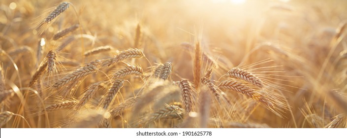 Close up of rye ears, field of ripening rye in a summer day. Sunrise or sunset time - Shutterstock ID 1901625778