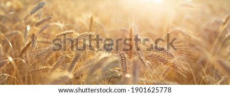 Close up of rye ears, field of ripening rye in a summer day. Sunrise or sunset time