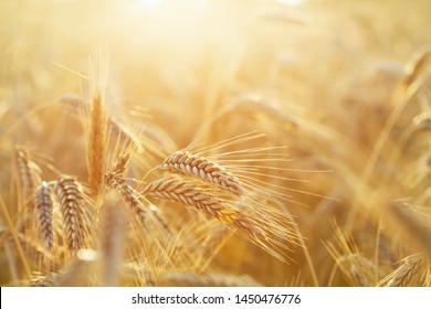 Close up of rye ears, field of rye in a summer sunrise time. Harvesting period - Shutterstock ID 1450476776