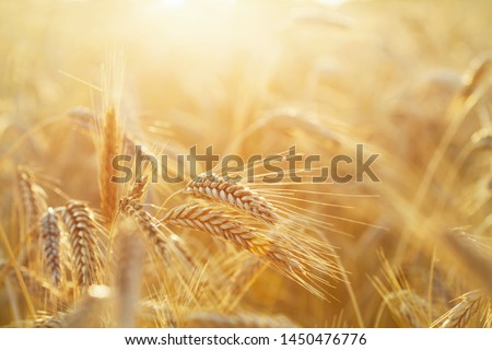 Close up of rye ears, field of rye in a summer sunrise time. Harvesting period