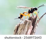 Close up of the sabre wasp (Rhyssa persuasoria)