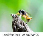 Close up of the sabre wasp (Rhyssa persuasoria)