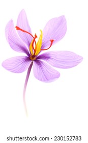 Close Up Of Saffron Flower Isolated On White Background 