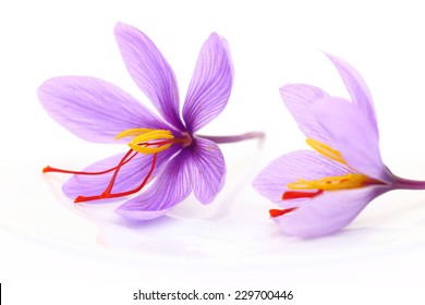 Close Up Of Saffron Flowers 
