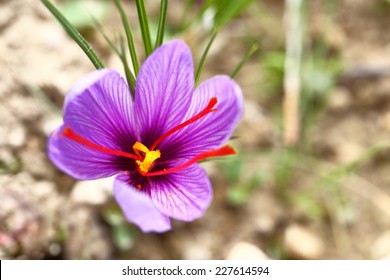 Close Up Of Saffron Flowers In A Field