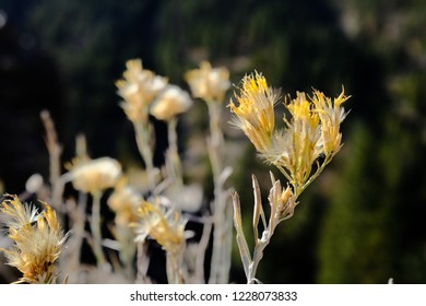 Close Up Of Sage Brush