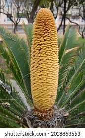 Close Up Of Sago Palm Plant