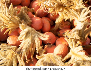 Close Up Of Sago Palm Seeds Pod 