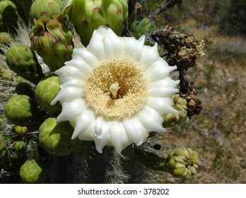 Close Up Of Saguaro Bloom