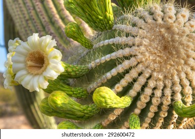 Close Up Of Saguaro Flower.