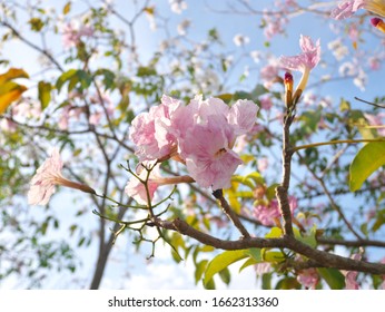 Sakura Malaysia Hd Stock Images Shutterstock