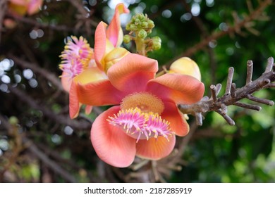 Close Up Sal Flower On Canon Ball Tree