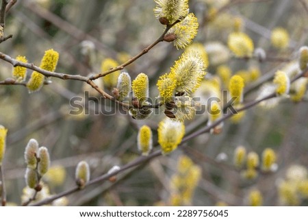 Close Up Of A Salix Caprea Tree 