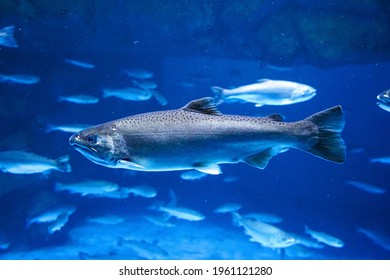 Close up salmon fish in Aquarium Yokohama, Japan.
