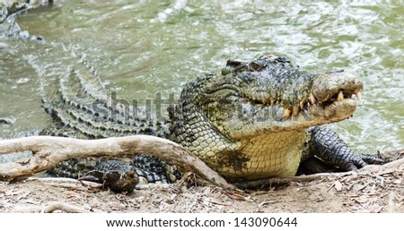 Close up of saltwater crocodile as emerges from water with a toothy grin. The crocodile's skin colorings and pattern camouflage the animal in the wild.