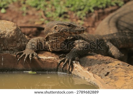 Close up of a salvator lizard drinking from a pond during the day
