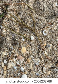 Close up of Sand and Shells 
