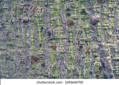 Close Up Sandbox Tree With Thorns 